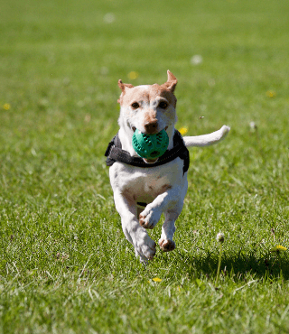 Dog running with tennis ball